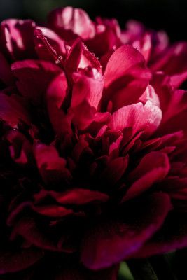 Dramatic Red Peony