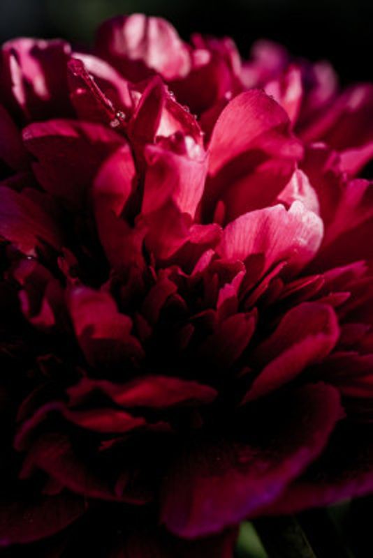 Dramatic Red Peony