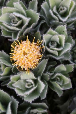 Striking Yellow Protea Flower