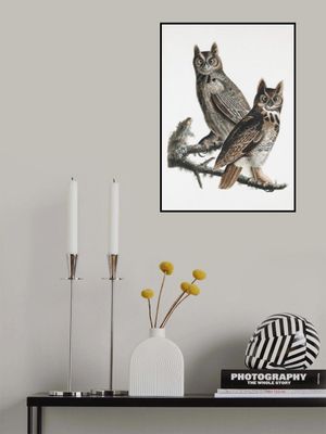 Great Horned Owl From Birds of America (1827)