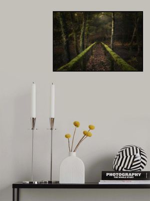 The way to the forest