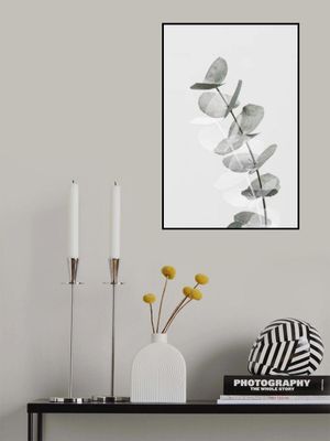 Eucalyptus Creative 05