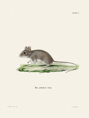 Rat By Johann Christian Daniel Von Schreber