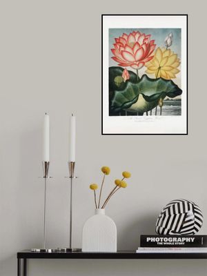 The Sacred Egyptian Bean from The Temple of Flora (1807)