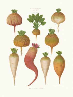Mangel Wurzels. Sugar Beets From Album Benary (1876 1886) By Ernst Benary
