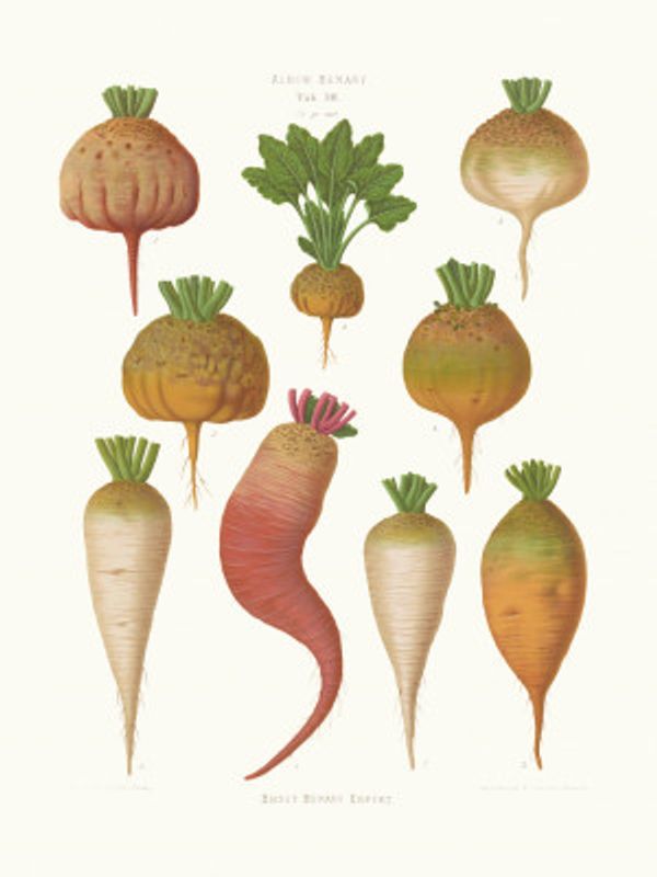 Mangel Wurzels. Sugar Beets From Album Benary (1876 1886) By Ernst Benary