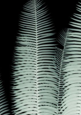 Silver Fronds Symphony