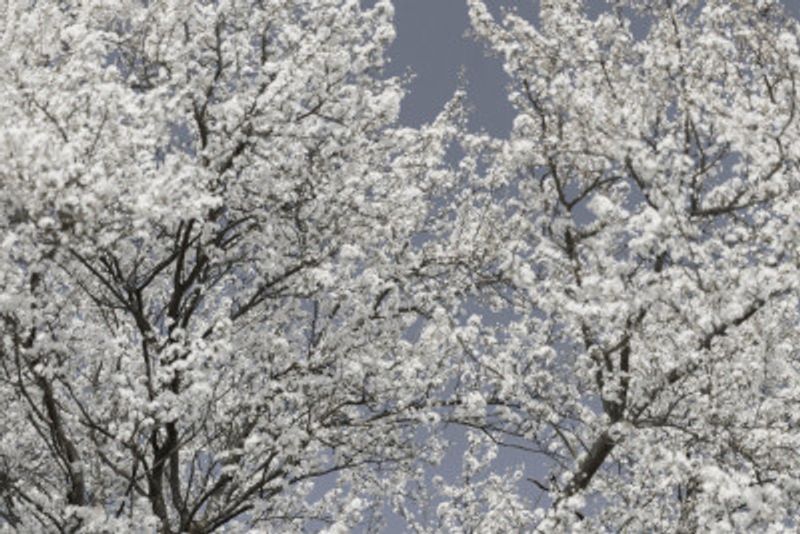 Ethereal White Bloom