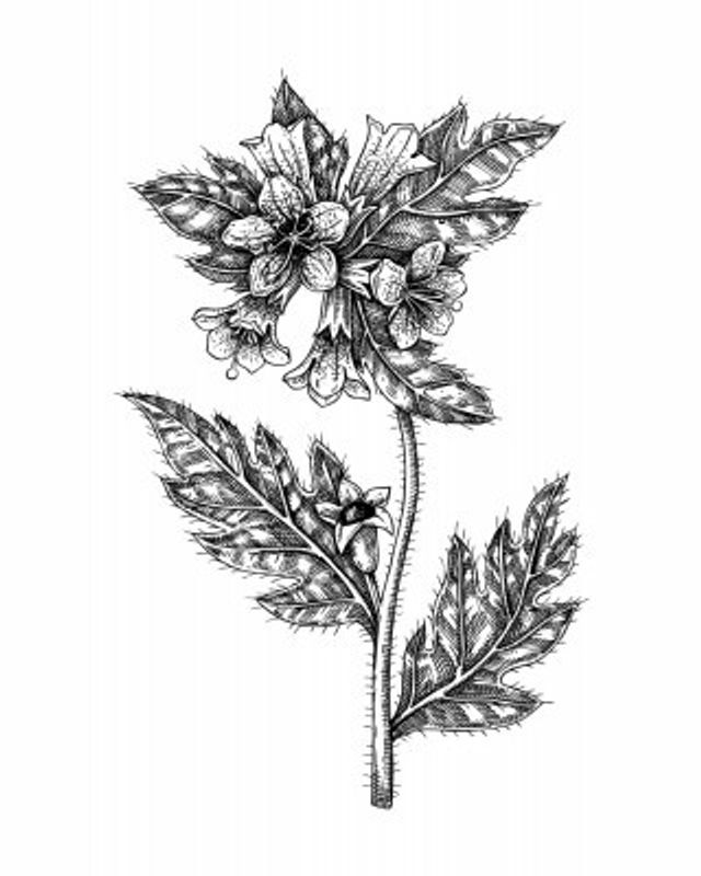 Henbane (Hyoscyamus niger)