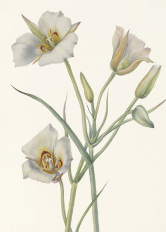 Sego Lily