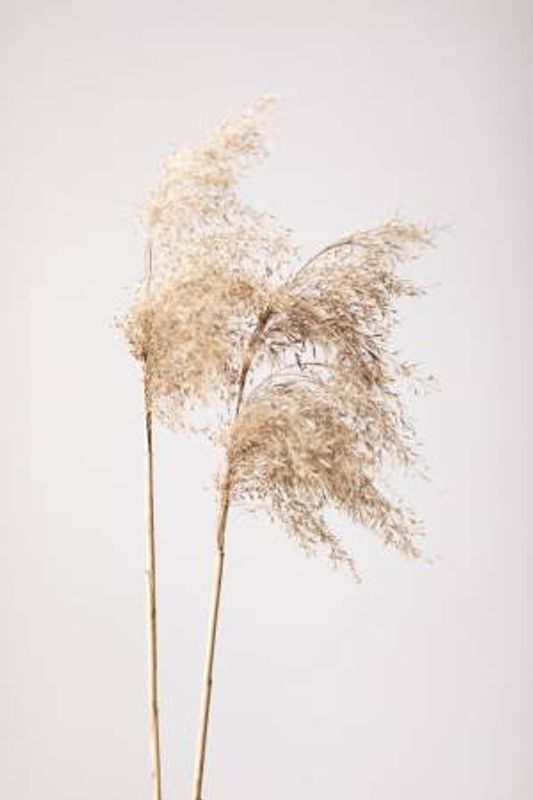 Reed Grass Grey 02