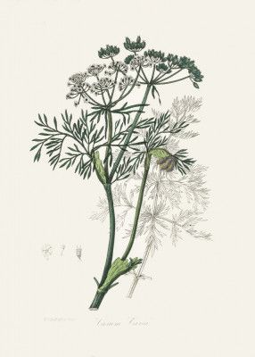 Caraway (carum Carui) Medical Botany