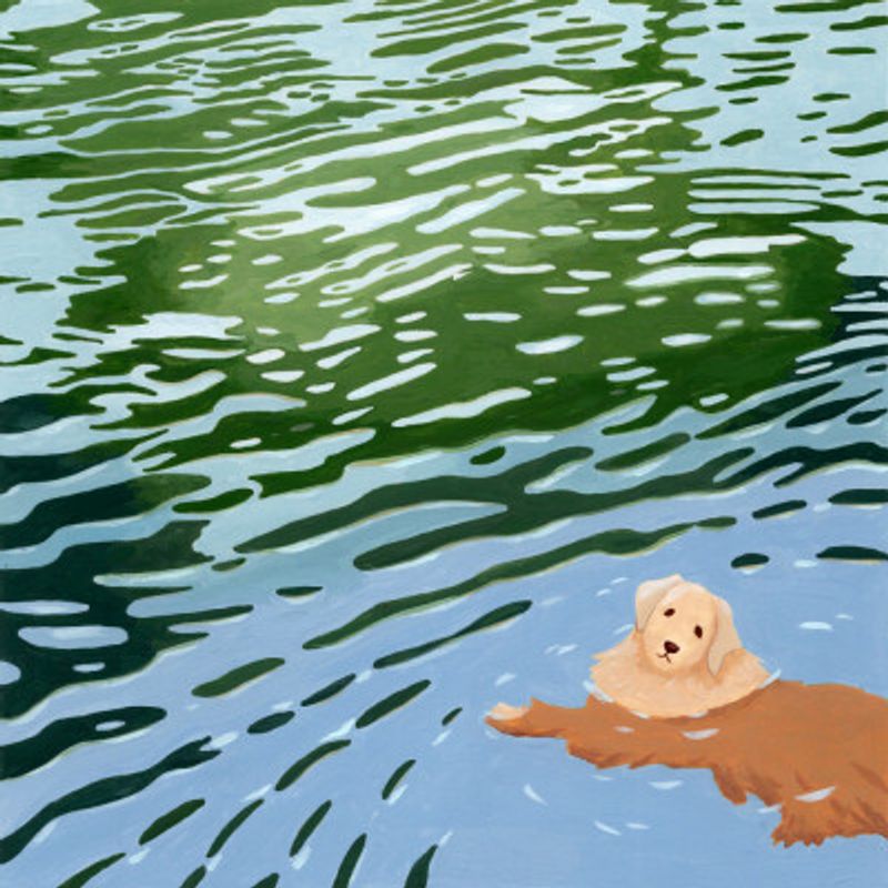 Dog Swimming
