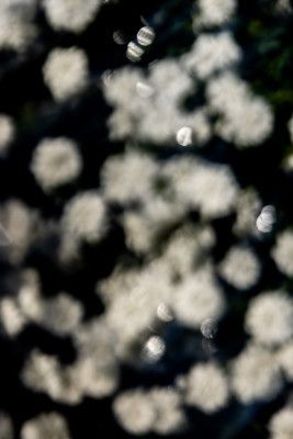 Dreamy Floral Bokeh