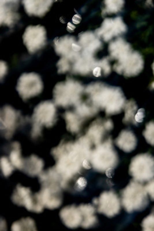 Dreamy Floral Bokeh