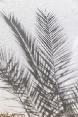 Sunlit Palm Shadows