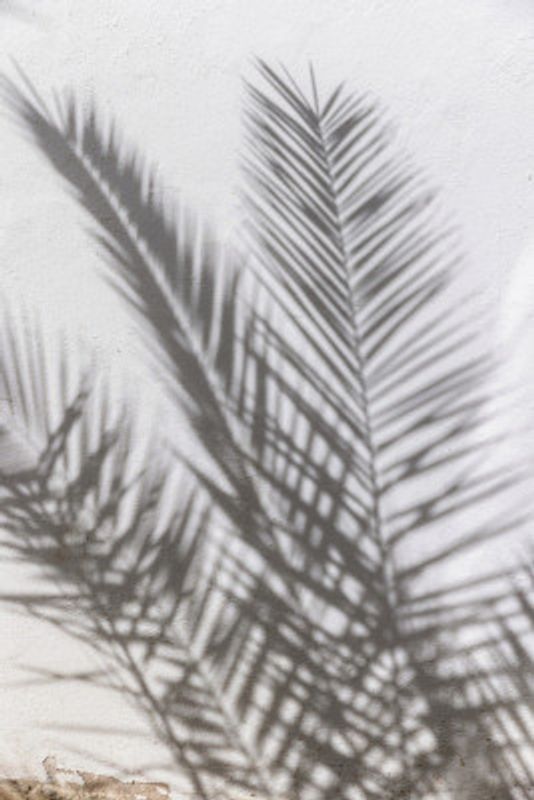 Sunlit Palm Shadows