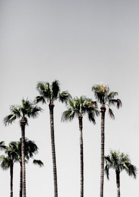 Palm Trees 5