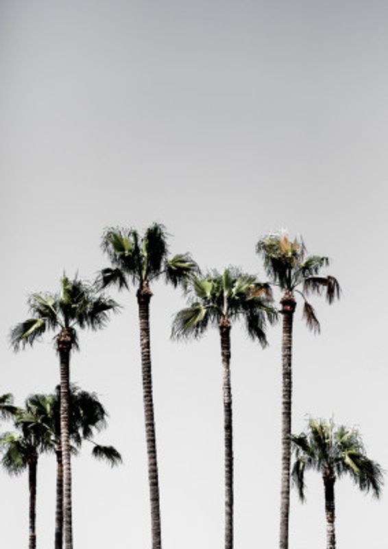 Palm Trees 5