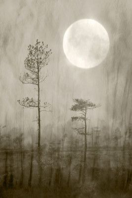 Moonlight Moor