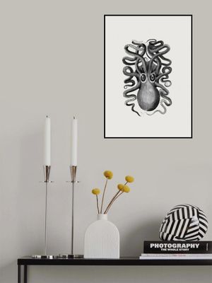 Eight Armed Cuttlefish