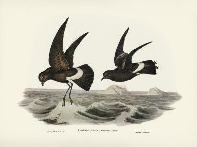 Wilson's Storm Petrel