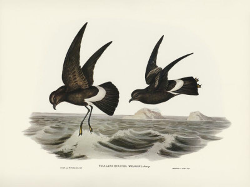 Wilson's Storm Petrel