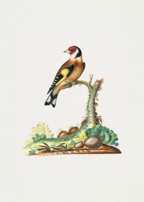 European Goldfinch