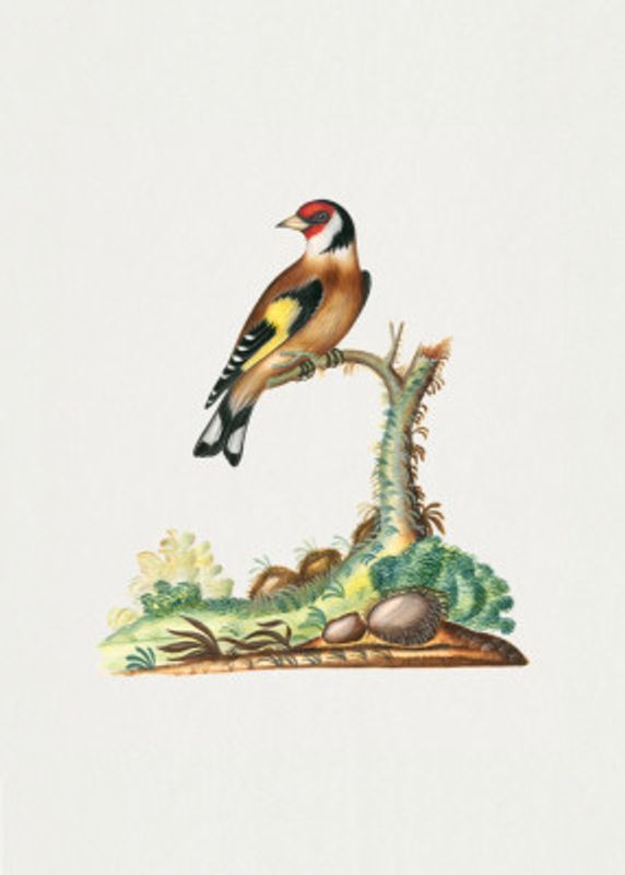 European Goldfinch