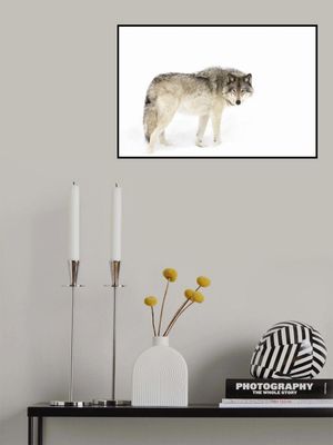 Timber wolf walking through the snow