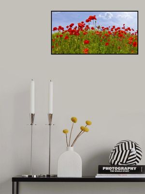 Field of Poppies | panoramic view