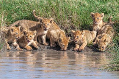 Putting the band back together....