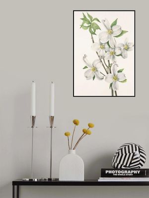 Flowering Dogwood From North American Wildflowers (1925) By Mary Vaux Walcott