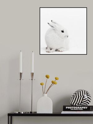 Snowy Hare Serenity