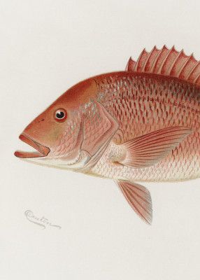 Red Snapper