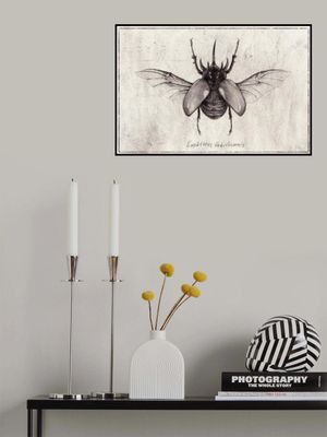 Pencil Drawing Of A Eupatorus Gracilicornis Beetle