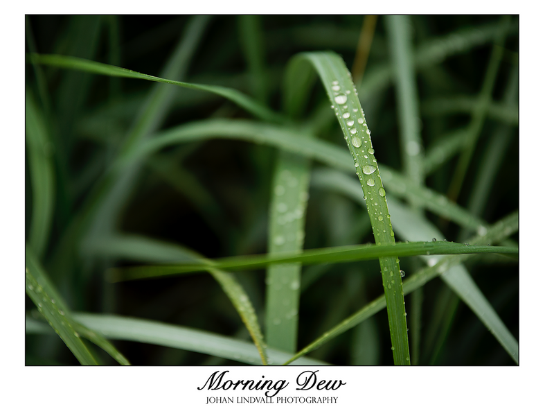 Morning dew - Johan Lindvall