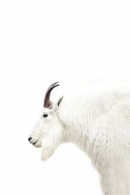 Nordic Mountain Goat
