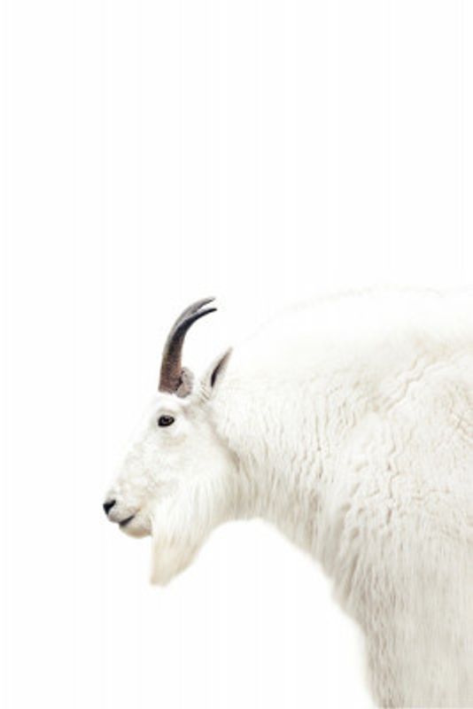 Nordic Mountain Goat