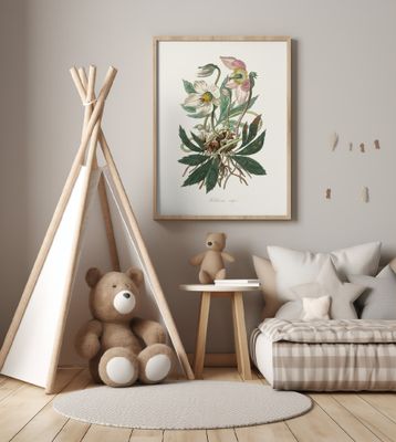 Christmas Rose (helleborus Niger)  Medical Botany