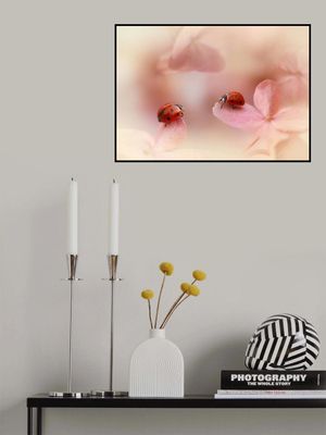 Ladybirds on pink hydrangea.