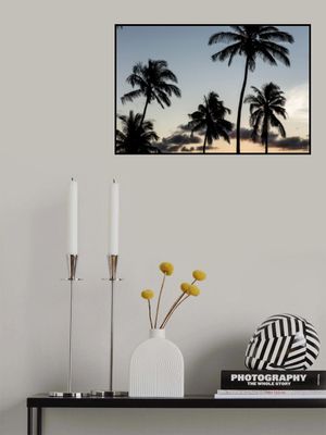 Silhouetted Palm Trees