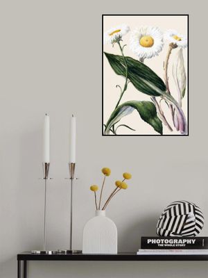 New Zealand Mountain Daisies Drawn By Sarah Featon (1848–1927