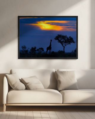 A Giraffe at Sunset