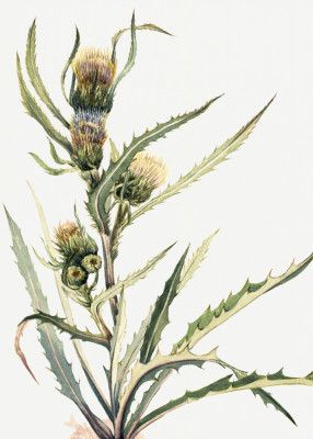 White Thistle