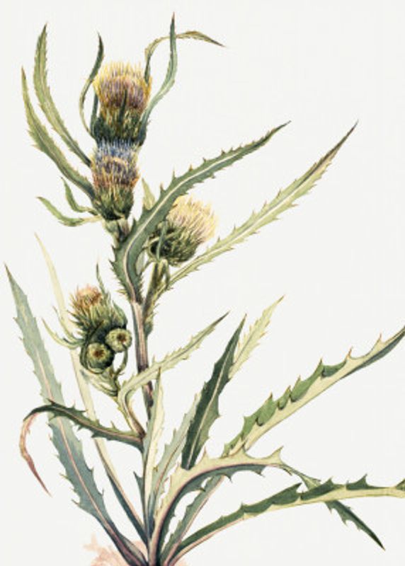 White Thistle