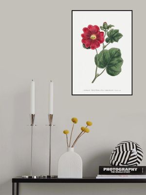 Alcea Rosea 1815   Flower Garden Displayed By Francis Sansom