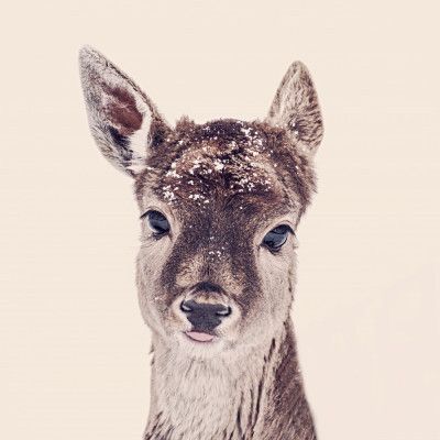 Young Deer With Snowflakes