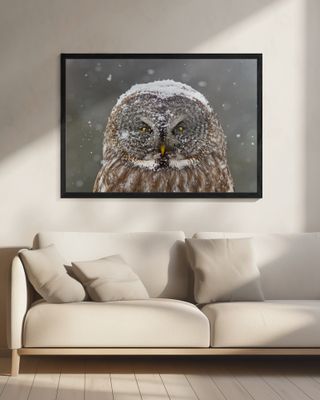 Great Grey Owl Winter Portrait