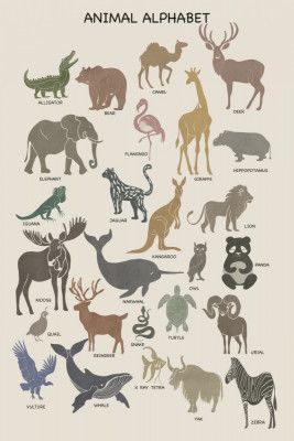 Animal Alphabet